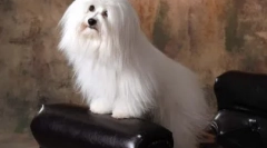 Top 10 perfect psie plemená